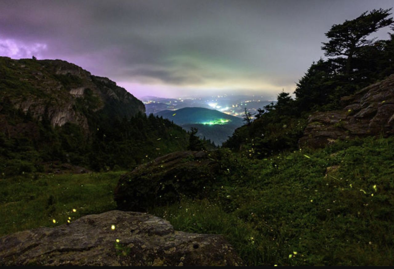 Grandfather Mountain Firefly Lottery Opens for June Glow Events